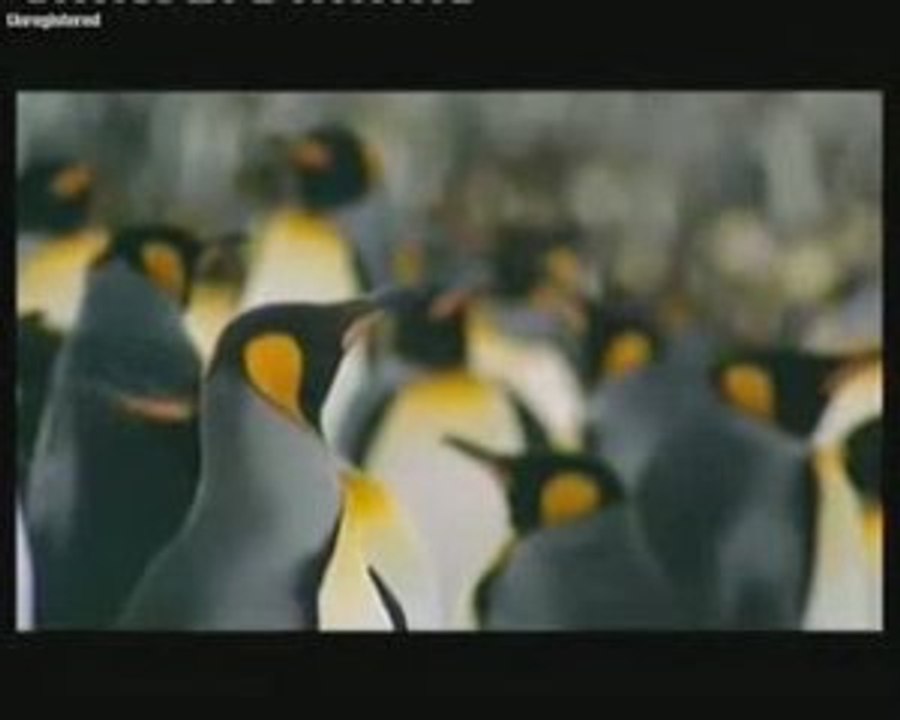 PERFECT IDIOTS - Soirée Banquise au pub ADK le 18.06.2009 -