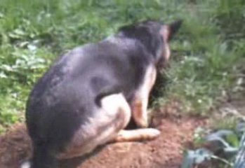 mon berger allemand creuse un enorme trou