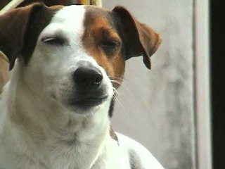 A Dogs Thoughts on Conductors