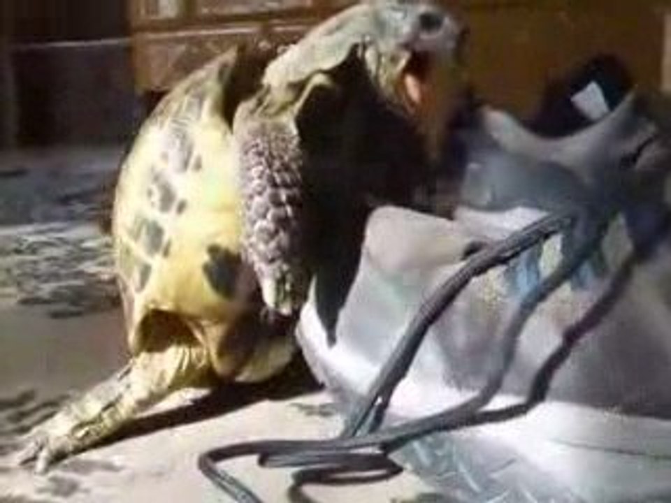 Une tortue fait l'amour à une chaussure...