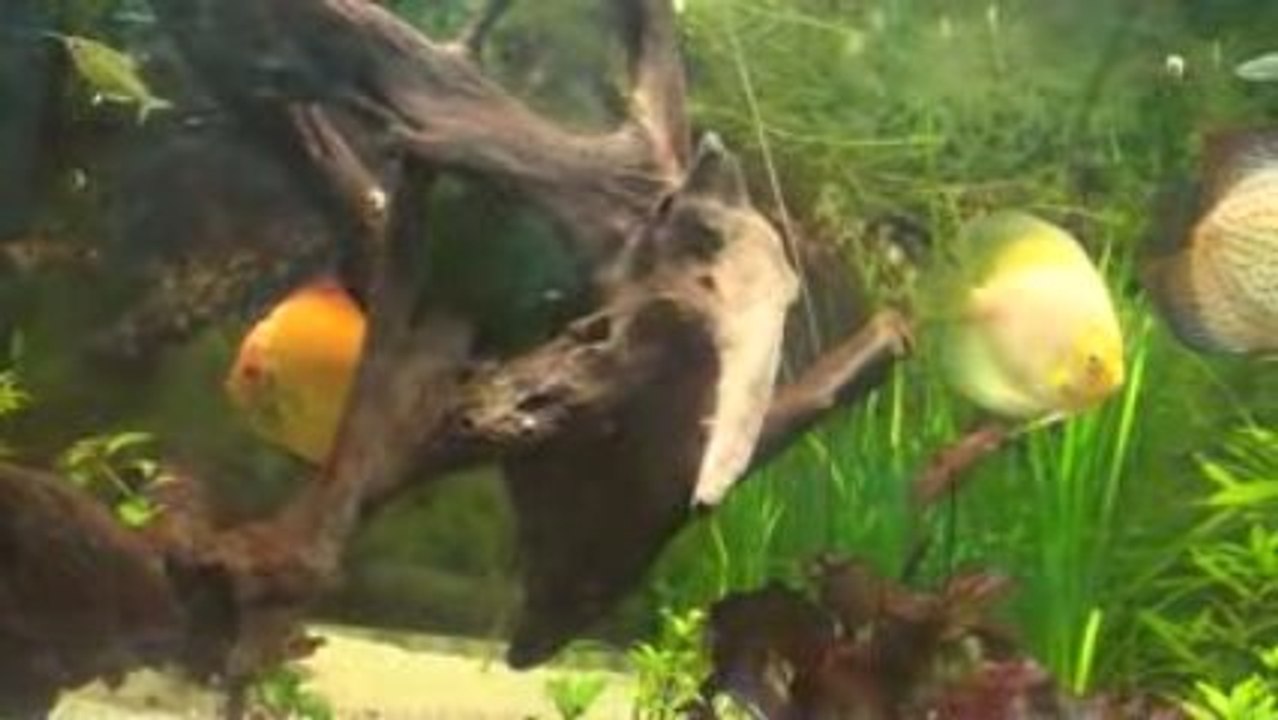 video du snow et malboro 2