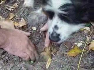 Alba 2009 the precious white truffle d'Alba Langhe