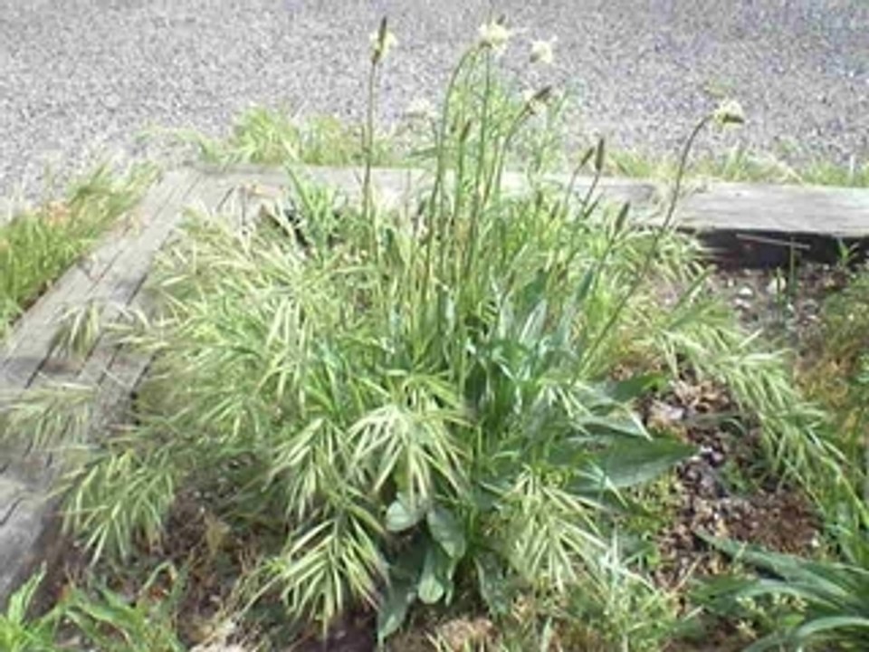 Lyon Montchat: Plantain