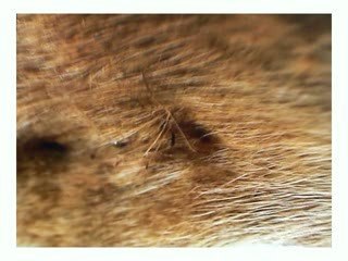 Rares Victor Edition Ergastule au FRAC Lorraine 2009