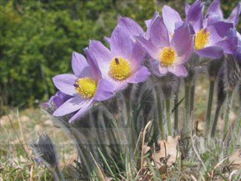 DIAPORAMA LARZAC VALLEES