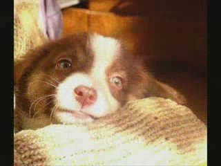 Blue Eyes et Destiny Red