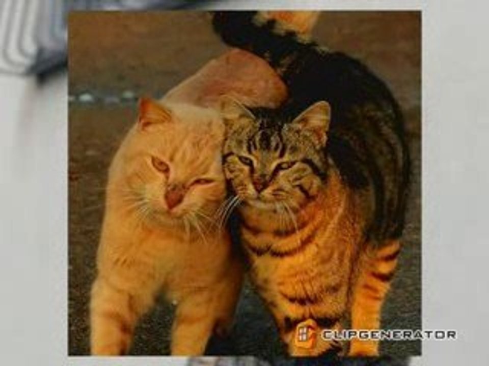 Charming lovers