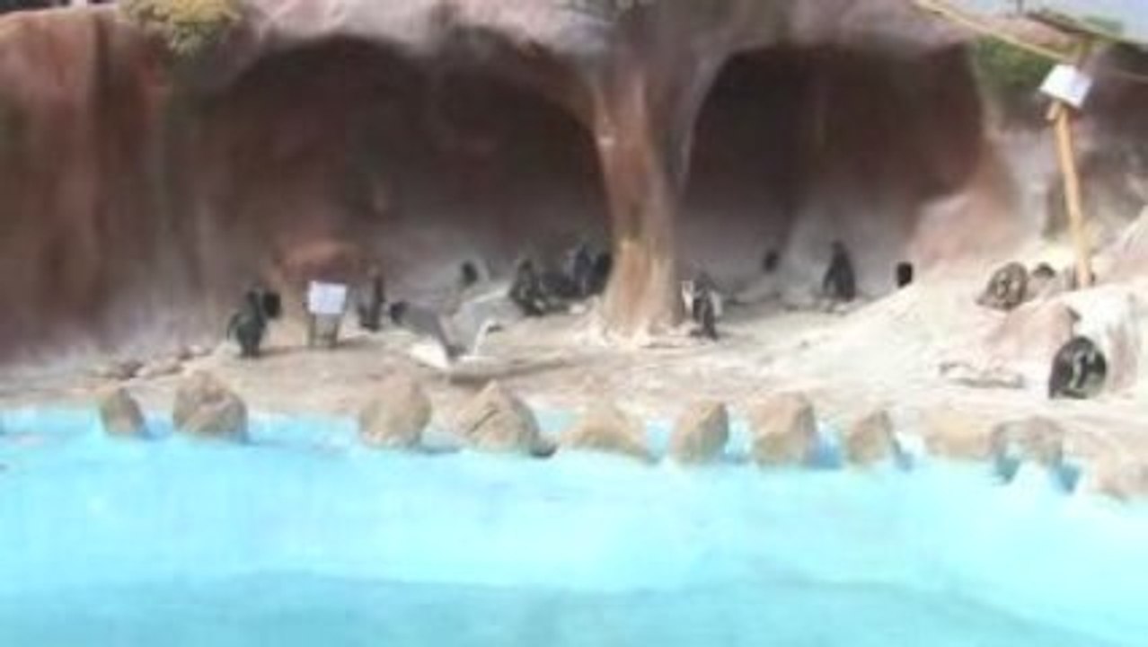 Les pingouins