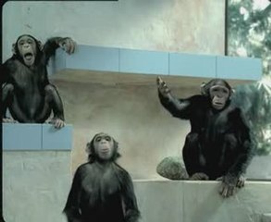 Chimpanzees_Tuborg