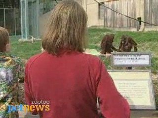 Un orang-outang siffleur ébahit les scientifiques