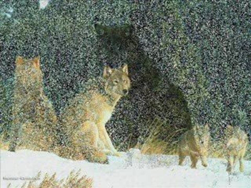 Loups1
