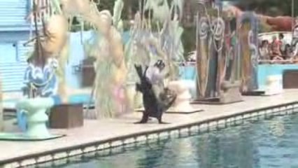 Spectacle des otaries(1)