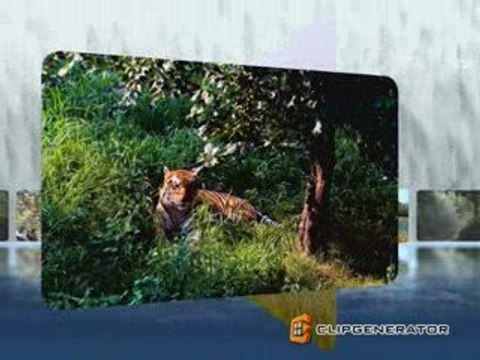 Corbett national park