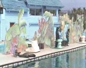 Spectacle des otaries(3)