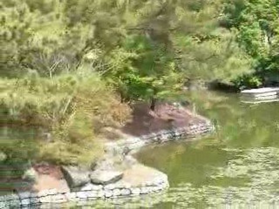 Not So Coy Carp in the Anapji Pond