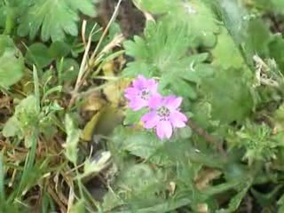 Lyon III : "Mauvaise herbe" (Géranium "?" ?)