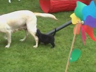 Kaly - Portée A - 14.05.2009_1