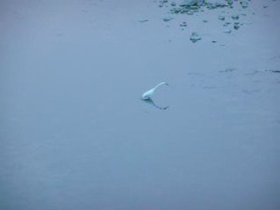 Fishing Egret