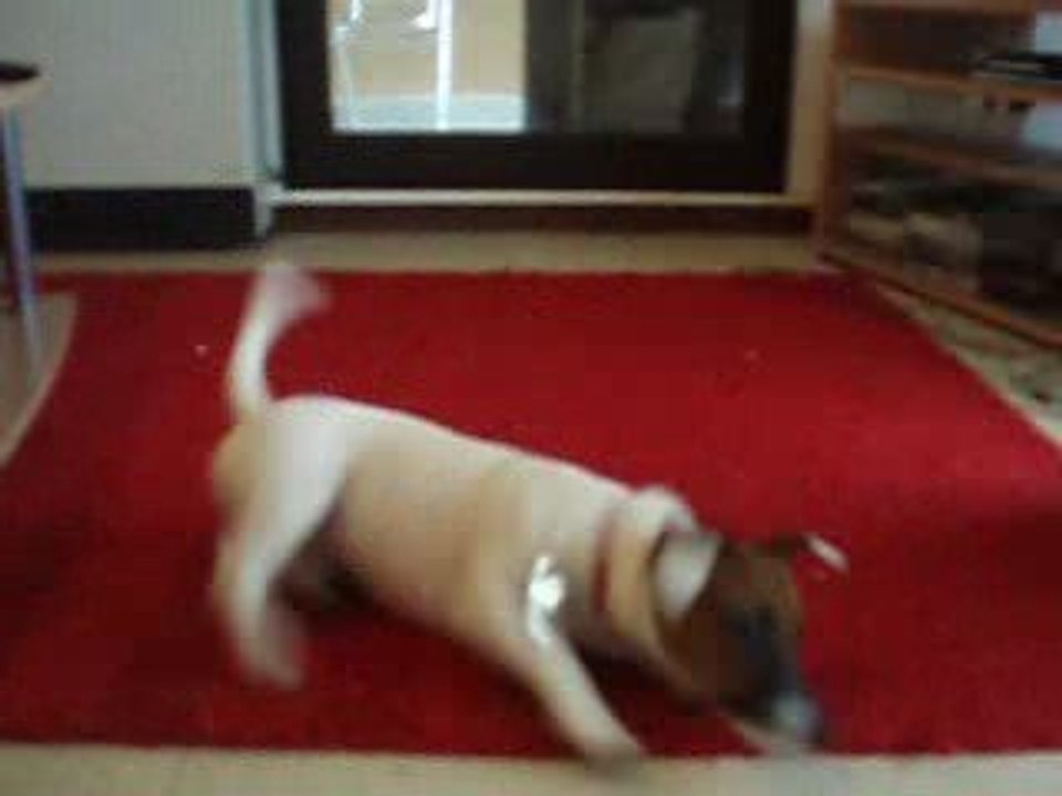 DELY: assis, coucher, donne la patte, saute, tourne, roule