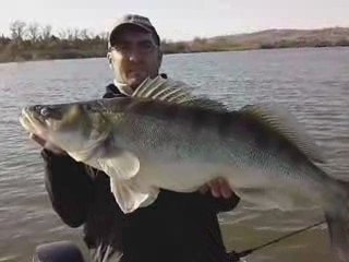 Les gros sandres du "Team" saison 2008