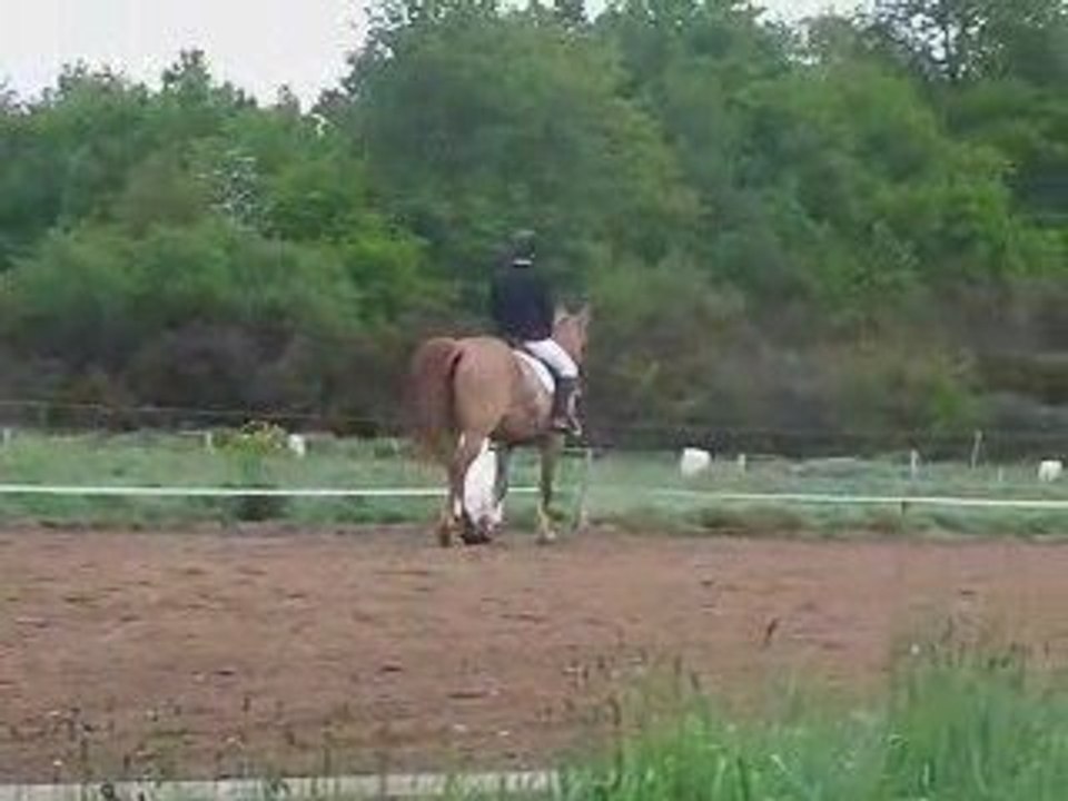 dressage coueron