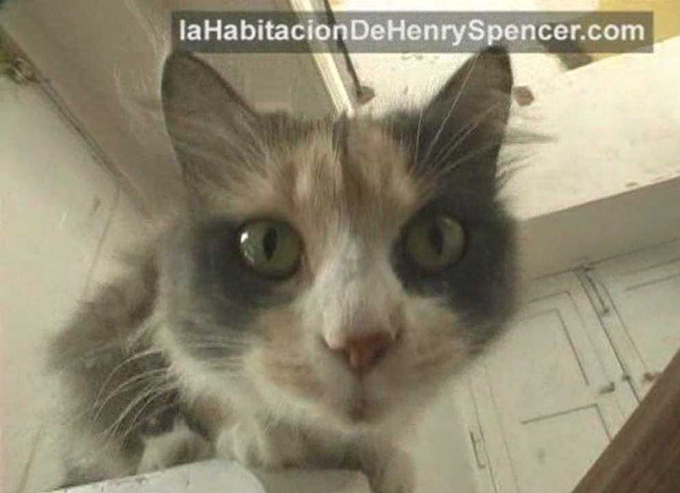 Gatos Sara