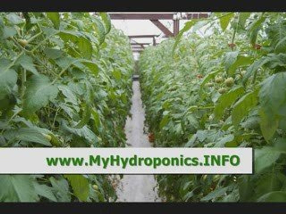 How to Use Hydroponics - The Basics