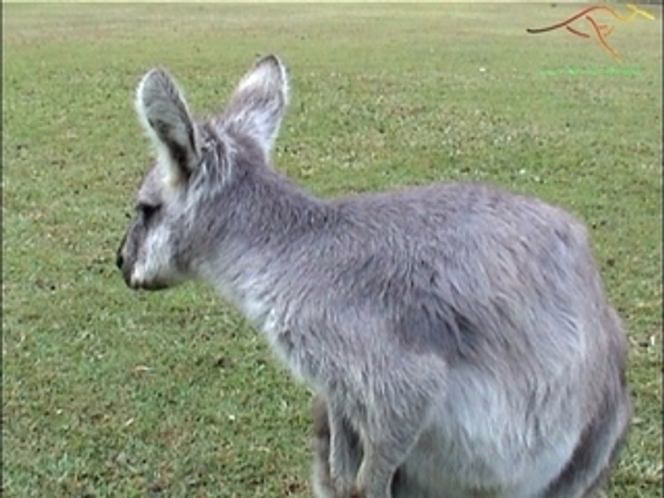 Common Wallaroo
