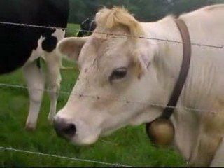 la vache à cloche/the ringing cow