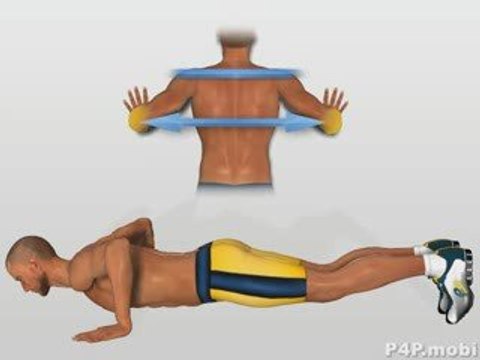 Muscle Exercises Pectoral Chest Muscles