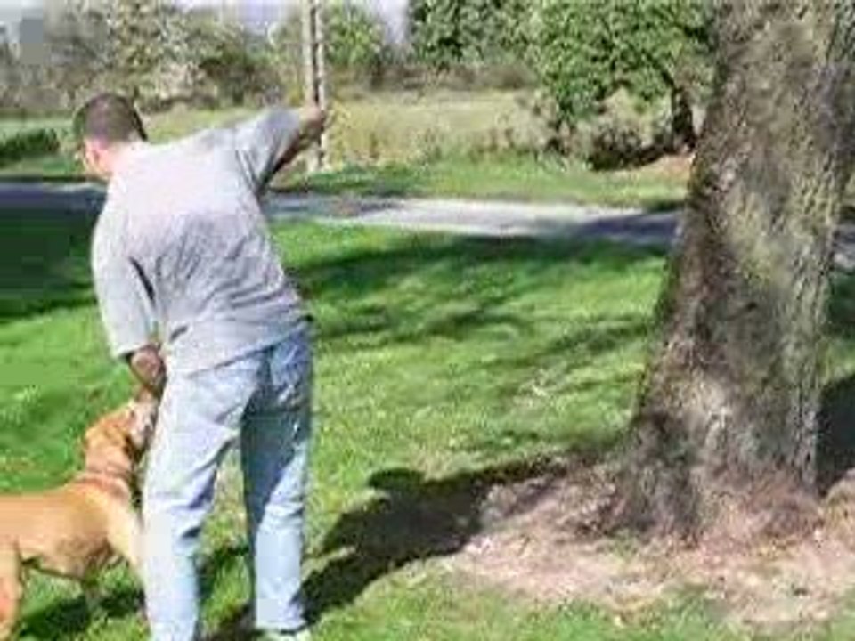 saut de chien terrible