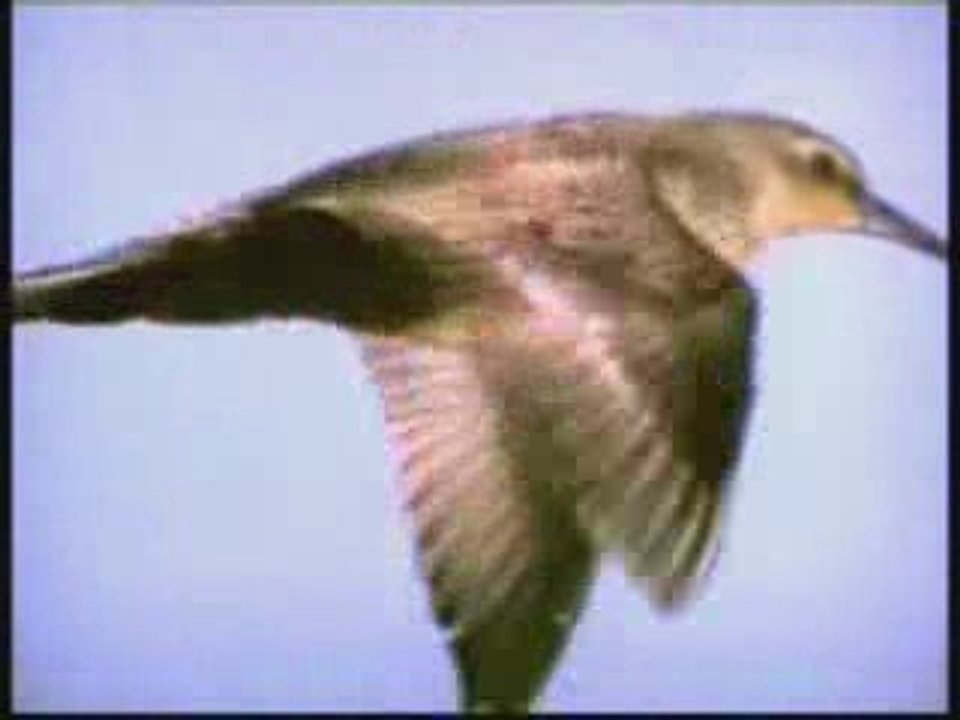 اعجاز الله في خلقه -