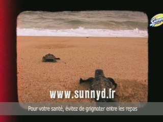 Spot SunnyD Surfcamp : Tortue
