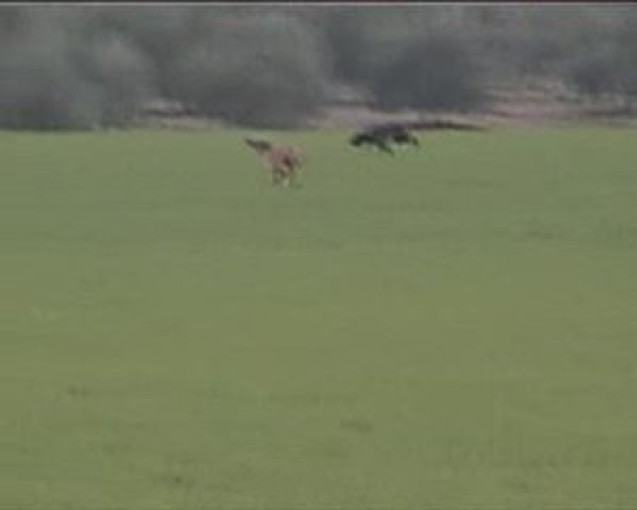 Baron &black 1er jour en andalousie