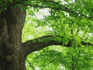 luminita soare Oh non credea mirarti-la sonnambula- bellini