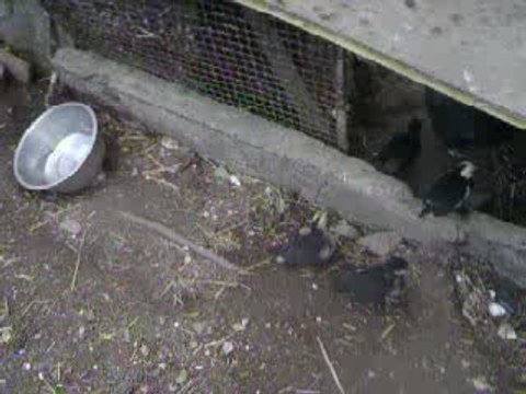 mes poussins 15 jours