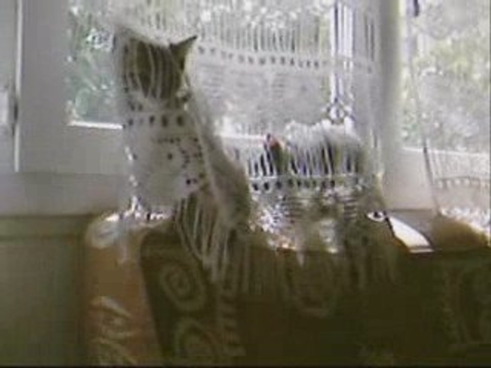 Chat tiger