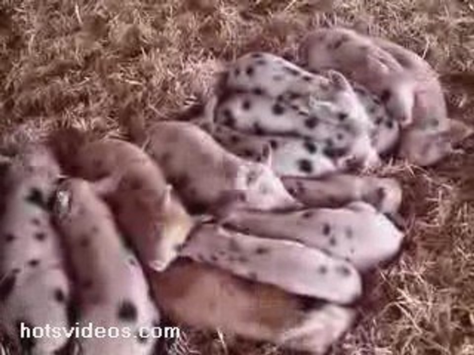 Piglets React to Sound