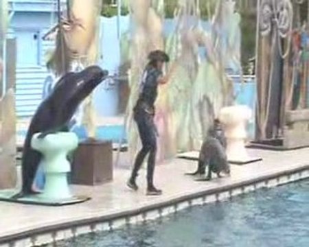 Spectacle des otaries(5)