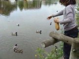 Les canards de la Sèvre Nantaise