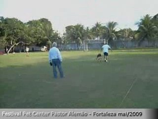 Neto e filho de Zamp Vom Thermodos (V1 - SV  2008)