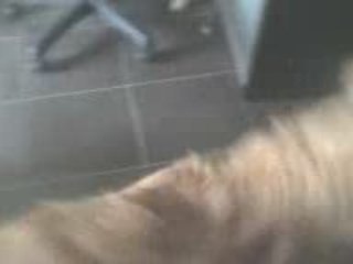 Chistera se mord la queue