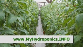 Learn the Basic Hydroponics