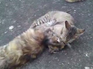 Chat mignon mére et fils