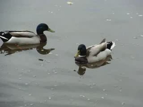 Canards sur la Sèvre Nantaise