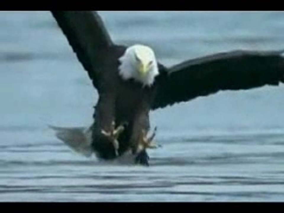 Aigle