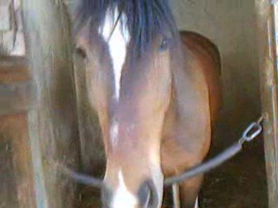 lady