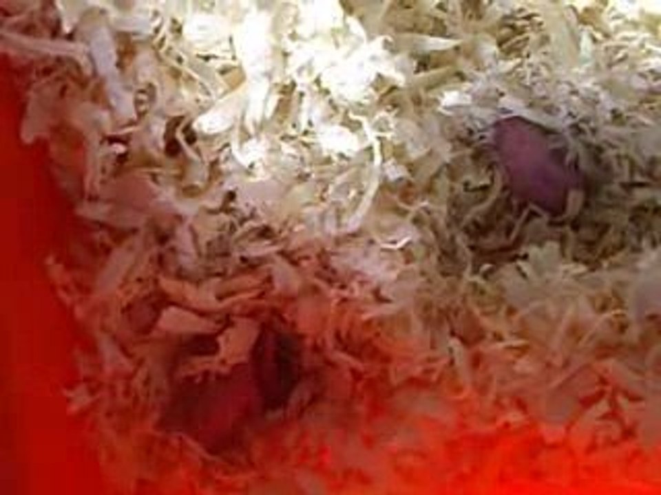 hamham