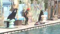Spectacle des otaries(8)