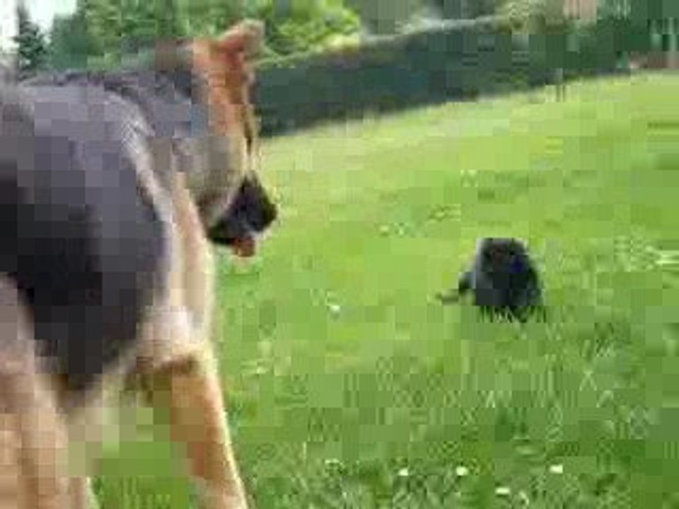 Chien V.S Chat !!!